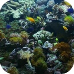 aquarium video live wallpaper android application logo